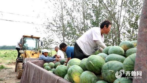 德州禹城大瓜爆料视频,一场引人入胜的德州风云